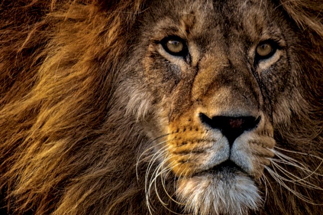 Aslanın kafasından geçenleri anlamak, gözlerinin içine bakabilecek kadar cesur olmayı gerektirir.