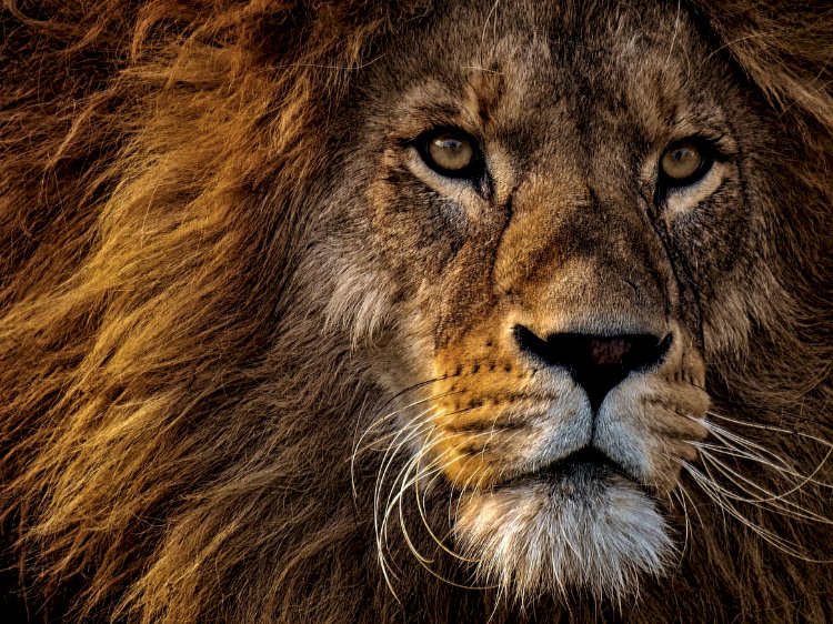 Aslanın kafasından geçenleri anlamak, gözlerinin içine bakabilecek kadar cesur olmayı gerektirir.
