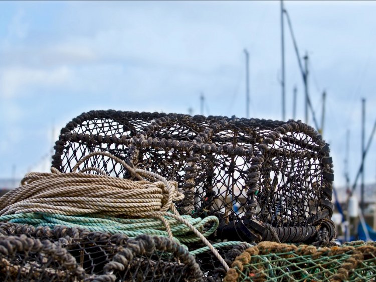 İçinde birden fazla yengeç varsa sepetin ağzını kapatmaya gerek yoktur.