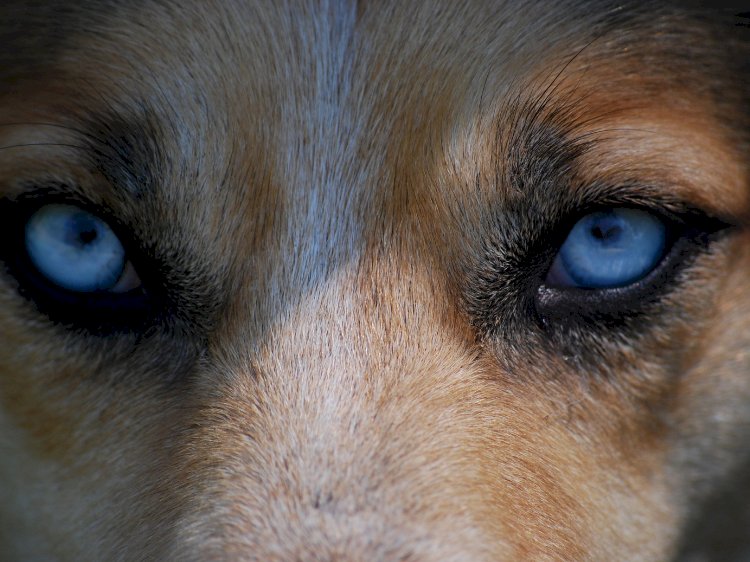 Kurdun pervasızlığı kuzunun karşı koyamayacağını bilmesindendir. 